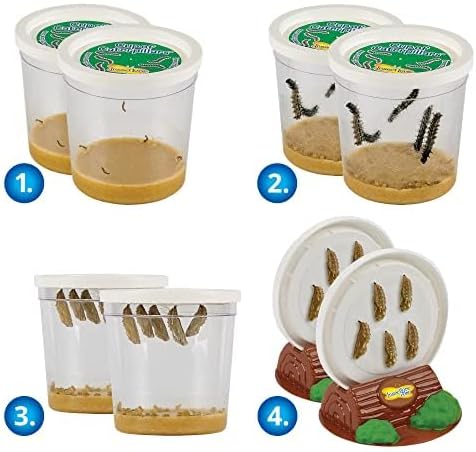 Insect Lore Two Cups of Caterpillars - Butterfly Garden Kit Refill – Raise and Release Painted Lady Butterflies – Includes Two Chrys-A-Lid Holding Logs and Instructions