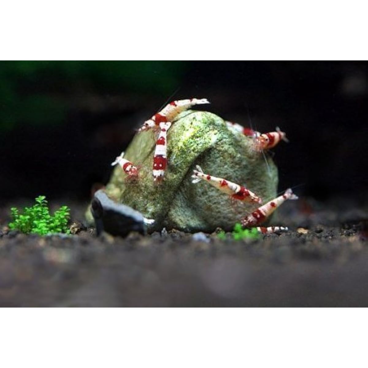 SunsGrow shrimp rocks for crayfish, hermit crab, snails, aquarium decor, crustacean care, nano tank accessories, fish tank supplies
