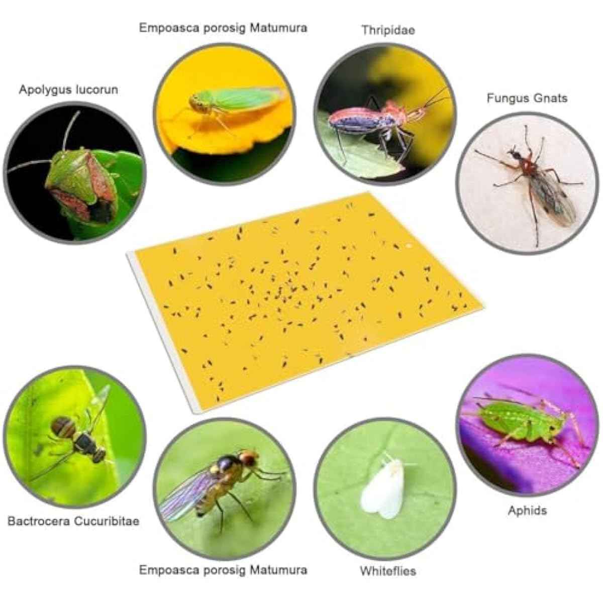Gideal 20-Pack Dual-Sided Yellow Sticky Traps for Flying Plant Insect Such as Fungus Gnats, Whiteflies, Aphids, Leafminers,Thrips - (6x8 Inches, Included 20pcs Twist Ties)