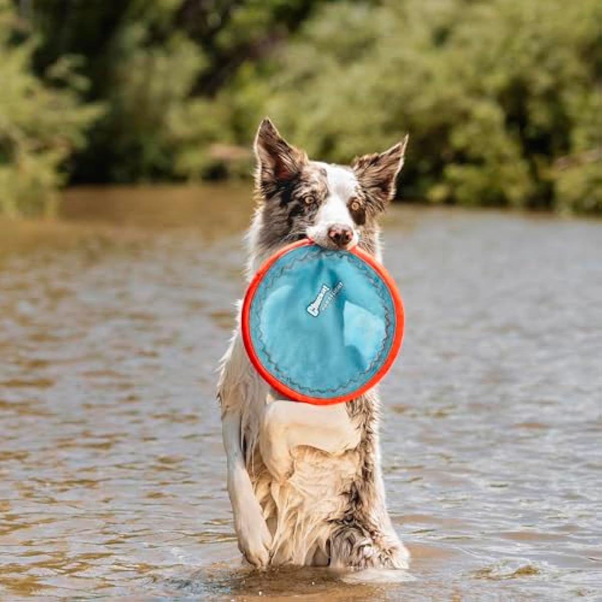 chuckit paraflight flying disc dog toy - water floating flyer - durable nylon with soft rubber edges - medium and large dogs - size large
