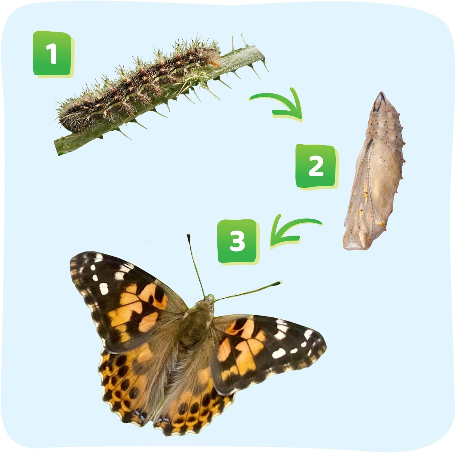 Insect Lore Two Cups of Caterpillars - Butterfly Garden Kit Refill – Raise and Release Painted Lady Butterflies – Includes Two Chrys-A-Lid Holding Logs and Instructions