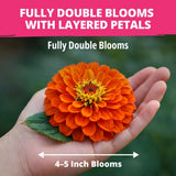 HOME GROWN Zinnia Dahlia Seeds Pack for 2026 Non GMO 524 Flower Seeds | Vibrant Zinnia Elegans for Pollinator Gardens, Borders & Containers | Easy-to-Grow Outdoor Blooms