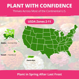HOME GROWN Zinnia Dahlia Seeds Pack for 2026 Non GMO 524 Flower Seeds | Vibrant Zinnia Elegans for Pollinator Gardens, Borders & Containers | Easy-to-Grow Outdoor Blooms