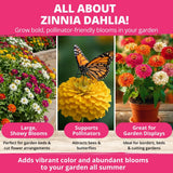 HOME GROWN Zinnia Dahlia Seeds Pack for 2026 Non GMO 524 Flower Seeds | Vibrant Zinnia Elegans for Pollinator Gardens, Borders & Containers | Easy-to-Grow Outdoor Blooms
