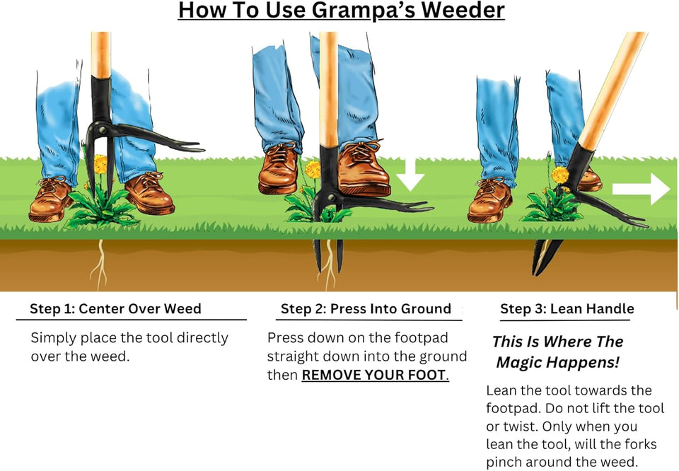 Grampa's Weeder - The Original Stand Up Weed PLller Tool with Long Handle - Made with Real Bamboo & 4-Claw Steel Head Design - Easily Remove Weeds Without Bending, PLlling, or Kneeling.