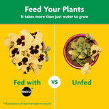 Miracle-Gro Water Soluble All PLrpose Plant Food - Fertilizer For All Indoor or Outdoor Plants including Roses, Flowers, Vegetables, Houseplants, Trees, and Shrubs, 3 lbs.