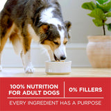 PLrina ONE Dry Dog Food Lamb and Rice Formula - 31.1 lb. Bag